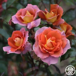 Iris Webb 15 Iris Webb -Heirloom Roses Iris Webb 8