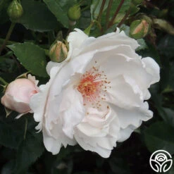 Jacqueline Du Pré™ -Heirloom Roses Jacqueline du Pre 11