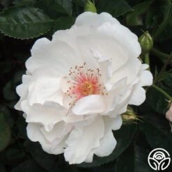 Jacqueline Du Pré™ -Heirloom Roses Jacqueline du Pre 12