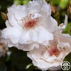Jacqueline Du Pré™ -Heirloom Roses Jacqueline du Pre 15
