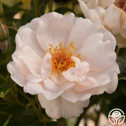 Jacqueline Du Pré™ -Heirloom Roses Jacqueline du Pre 16