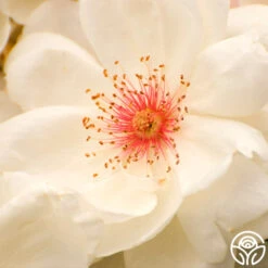 Jacqueline Du Pré™ -Heirloom Roses Jacqueline du Pre 18