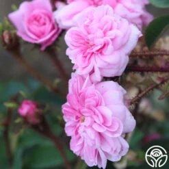 James Mitchell -Heirloom Roses James Mitchell 12