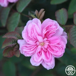 James Mitchell -Heirloom Roses James Mitchell 13