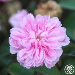 James Mitchell -Heirloom Roses James Mitchell 14