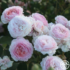 James Galway® -Heirloom Roses JamesGalway 012