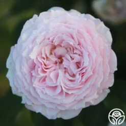James Galway® -Heirloom Roses JamesGalway 013