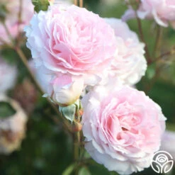 James Galway® -Heirloom Roses JamesGalway 014