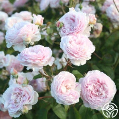 James Galway® -Heirloom Roses JamesGalway 015