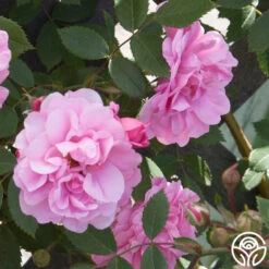 New Release -Heirloom Roses John Davis 2