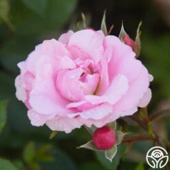 John Davis 14 John Davis -Heirloom Roses John Davis 22