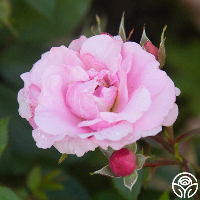 John Davis 6 John Davis - Image 4