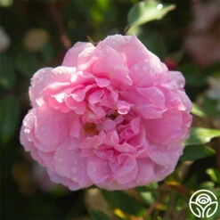 John Davis 18 John Davis -Heirloom Roses John Davis 23