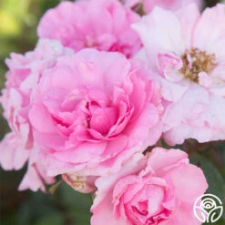 John Davis 16 John Davis -Heirloom Roses John Davis 25