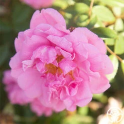 John Davis 13 John Davis -Heirloom Roses John Davis 26