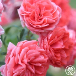 Veranda® Jolie 18 Veranda® Jolie -Heirloom Roses Jolie Veranda 5