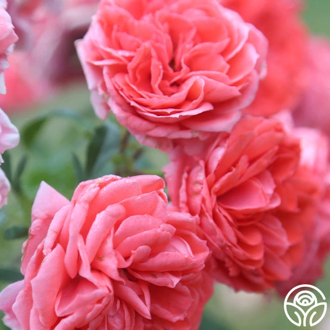 Veranda® Jolie 10 Veranda® Jolie - Image 8