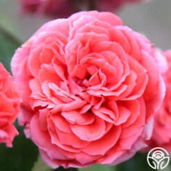 Veranda® Jolie 19 Veranda® Jolie -Heirloom Roses Jolie Veranda 8