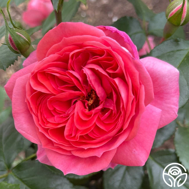 Veranda® Jolie 4 Veranda® Jolie - Image 2