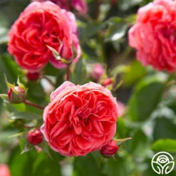 Veranda® Jolie 16 Veranda® Jolie -Heirloom Roses Jolie Veranda 134