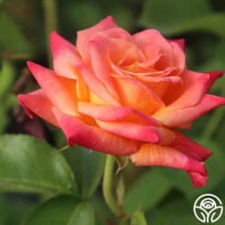 Joseph's Coat -Heirloom Roses Joseph s Coat 11