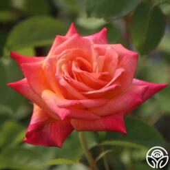 Joseph's Coat -Heirloom Roses Joseph s Coat 13