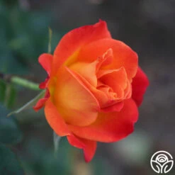 Joseph's Coat -Heirloom Roses Joseph s Coat 22