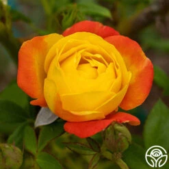Judy Garland™ 19 Judy Garland™ -Heirloom Roses Judy Garland 01