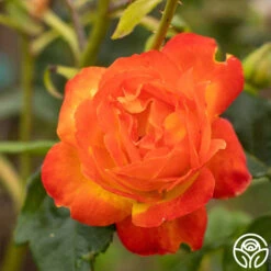 Judy Garland™ 20 Judy Garland™ -Heirloom Roses Judy Garland 02