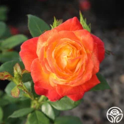 Judy Garland™ 18 Judy Garland™ -Heirloom Roses Judy Garland 03