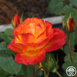 Judy Garland™ 16 Judy Garland™ -Heirloom Roses Judy Garland 04