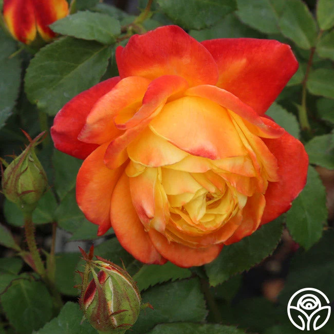 Judy Garland™ 4 Judy Garland™ - Image 2