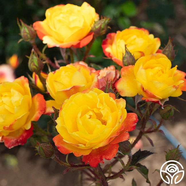 Judy Garland™ 5 Judy Garland™ - Image 3