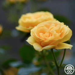 Julia Child™ -Heirloom Roses Julia Child 111