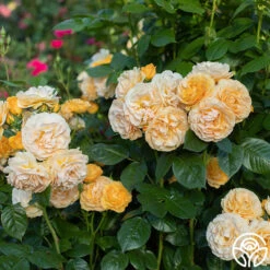 Julia Child™ -Heirloom Roses Julia Child 13 4a561d59 949e 4ed7 9917 7a09f1785528