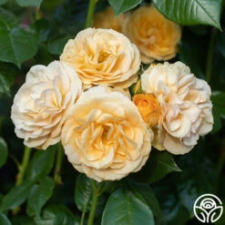 Julia Child™ -Heirloom Roses Julia Child 16