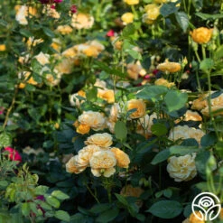 Julia Child™ -Heirloom Roses Julia Child 17