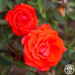 Kanegem -Heirloom Roses Kanegem 11