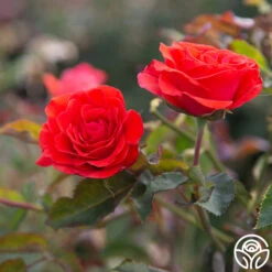 Kanegem -Heirloom Roses Kanegem 14