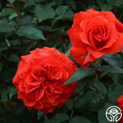 Kanegem -Heirloom Roses Kanegem 02