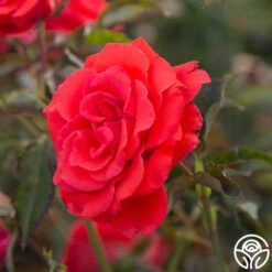 Kanegem -Heirloom Roses Kanegem 93