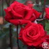 Kardinal™ -Heirloom Roses Kardinal 12