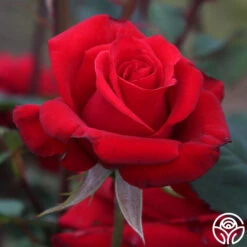 Kardinal™ -Heirloom Roses Kardinal 15