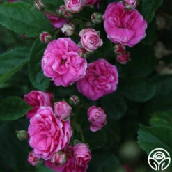 Kendyl Marie -Heirloom Roses Kendyl Marie 21