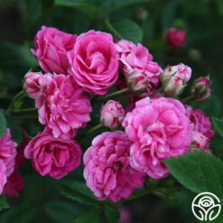 Kendyl Marie -Heirloom Roses Kendyl Marie 23