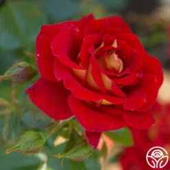 Ketchup & Mustard™ -Heirloom Roses Ketchup Mustard 12