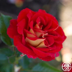 Ketchup & Mustard™ -Heirloom Roses Ketchup Mustard 122