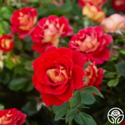 Ketchup & Mustard™ -Heirloom Roses Ketchup Mustard 13