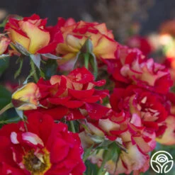 Ketchup & Mustard™ -Heirloom Roses Ketchup Mustard 145