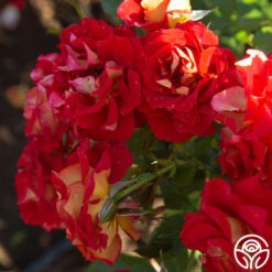 Ketchup & Mustard™ -Heirloom Roses Ketchup Mustard 188